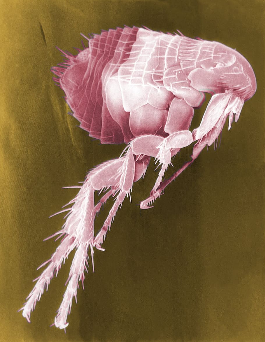 il·lustració de puces, puces, siphonaptera, insecte, paràsit, microscopia electrònica, micrografia electrònica, ampliació, color fals, color rosa, primer pla, cap gent, fragilitat, dia, naturalesa, planta, vulnerabilitat, bellesa a la natura, planta amb flors, flor, frescor, creixement, centrar-se en primer pla, fauna animal, animals a la natura, pètal, a l'interior, animal, cap de flor, suavitat, 2K