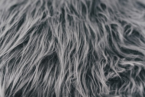 scandinavian pillows, Scandinavian, pillows, closeup, scandi, decor, decorations, nordic, home decor, fur, close-up, animal Hair, backgrounds, gray, black Color, dog, human hair, full frame, one animal, animal themes, hair, hairstyle, rear view, long hair, canine, studio shot, portrait, people, indoors, selective focus, 4K, CC0, public domain, royalty free
