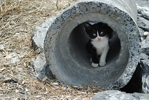 Kätzchen, Rohr, süß, Katze, katzenartig, neugierig, Tube, Tier, sich verstecken, spielen, Tierthemen, Haustiere, inländisch, Hauskatze, Säugetier, Wirbeltier, ein Tier, keine Leute, Tag, Natur, Kamera betrachten, Feld, High Angle View, Sitzung, Porträt, Land, Whisker, Mund offen, 2K, CC0, gemeinfrei, lizenzfrei