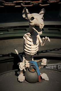 skeleton rat, grenade, insane, creature, dead rat, snarling, vicious, skull face, halloween, halloween background, death, halloween decor, halloween decorations, all hallow's eve, holiday, octoberfest, trick-or-treat, spooky, halloween festival, creepy, halloween party, halloween carnival, halloween contest, paranormal, ghost, haunted, haunting, ghost hunter, paranormal investigation, skeleton, skeleton decoration, skull, horror, dark, dead, bone, head, scary, fear, fantasy, nightmare, terror, monster, terrified, silhouette, darkness, scared, fairytale, imagination, night, guardian, evil, bad, frightening, imaginary, demon, zombie, zombie animal, living dead, undead, ghost investigation, amber avalona, art and craft, representation, no people, toy, creativity, close-up, focus on foreground, human representation, indoors, still life, craft, day, human skeleton, figurine, 4K, CC0, public domain, royalty free