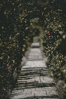 selektiv, Fotografie, Grün, Bogen, Pfad, Garten, Baum, Buchse, Pflanze, keine Leute, Natur, Richtung, der Weg nach vorn, Wachstum, Tag, selektiver Fokus, draußen, abnehmende Perspektive, Fußweg, Ruhe, die Architektur, Schönheit in der Natur, Land, gebaute Struktur, Feld, eng, Sonnenlicht, lange, von Bäumen gesäumt, 4K, CC0, gemeinfrei, lizenzfrei