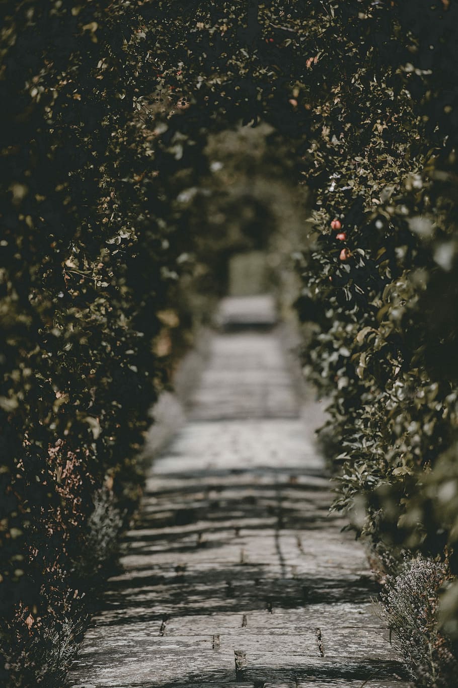 selektiv, Fotografie, Grün, Bogen, Pfad, Garten, Baum, Buchse, Pflanze, keine Leute, Natur, Richtung, der Weg nach vorn, Wachstum, Tag, selektiver Fokus, draußen, abnehmende Perspektive, Fußweg, Ruhe, die Architektur, Schönheit in der Natur, Land, gebaute Struktur, Feld, eng, Sonnenlicht, lange, von Bäumen gesäumt, 4K
