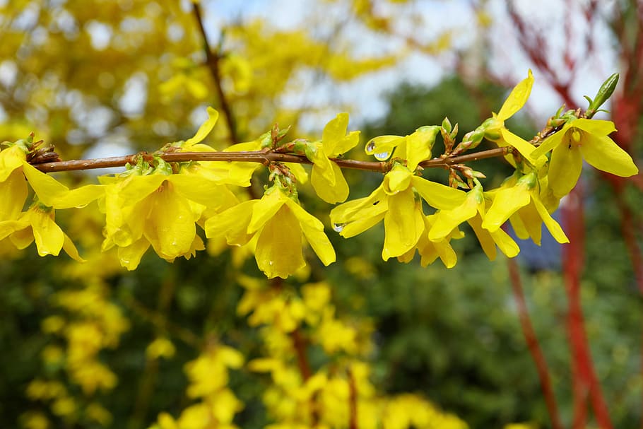 naturalesa, planta, arbre, full, flor, forsythia, lila d'or, campanes daurades, arbust ornamental, bonic, flora, composició, fons, groc, brillant, arranjament, florir, jardí, harmoniosa, harmonia, compilació, primavera, planta amb flors, centrar-se en primer pla, fragilitat, bellesa a la natura, creixement, frescor, vulnerabilitat, primer pla, cap gent, pètal, dia, cap de flor, inflorescència, branca, a l'aire lliure, 5K