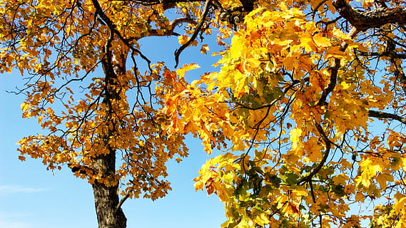 otoño, arbol amarillo, naturaleza, árbol, amarillo, paisaje, bosque, temporada, naranja, hoja, vistoso, color, parque, follaje, rojo, ligero, brillante, escénico, planta, hojas, al aire libre, luz del sol, madera, rama, natural, caen arboles, estacional, vibrante, color naranja, cielo, color dorado, belleza en la naturaleza, multi color, scenics, imagen en color, árbol de arce, color vibrante, colores, cambio, vista de ángulo bajo, crecimiento, parte de la planta, nadie, día, tranquilidad, tronco de arbol, fragilidad, condición natural, colección de otoño, 4K, CC0, dominio público, libre de derechos