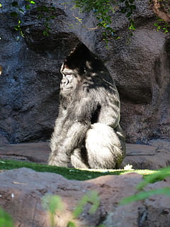 gorilla, apina, näkymä, synkkä, musta, nisäkäs, eläin, silverback, johtaja, hopeanharmaa, turkis, suuri, voimakas, vaikuttava, vuorigorilla, hallitseva, harkita, ajattelu, mietiskellä, yksi eläin, eläimiä, kädellinen, eläinten villieläimet, selkärankainen, istuva, päivä, ei ihmisiä, rentoutuminen, luonto, vankka, rock, ulkona, rock - esine, nuori eläin, eläinperhe, 4K, CC0, public domain, rojaltivapaa