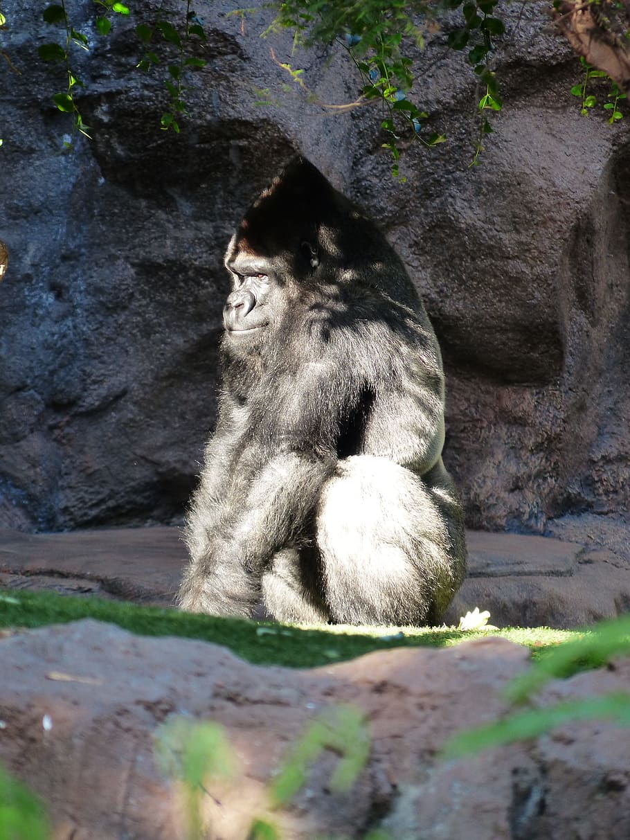 gorilla, abe, udsigt, barsk, sort, pattedyr, dyr, Silverback, leder, sølvfarvet gråt, pels, stor, magtfulde, pålægge, bjerg gorilla, dominerende, overveje, tænker, meditere, et dyr, dyr i naturen, primat, dyreliv, hvirveldyr, sidder, dag, ingen mennesker, lempelse, natur, solid, klippe, udendørs, rock-objekt, ungt dyr, dyre familie, 4K