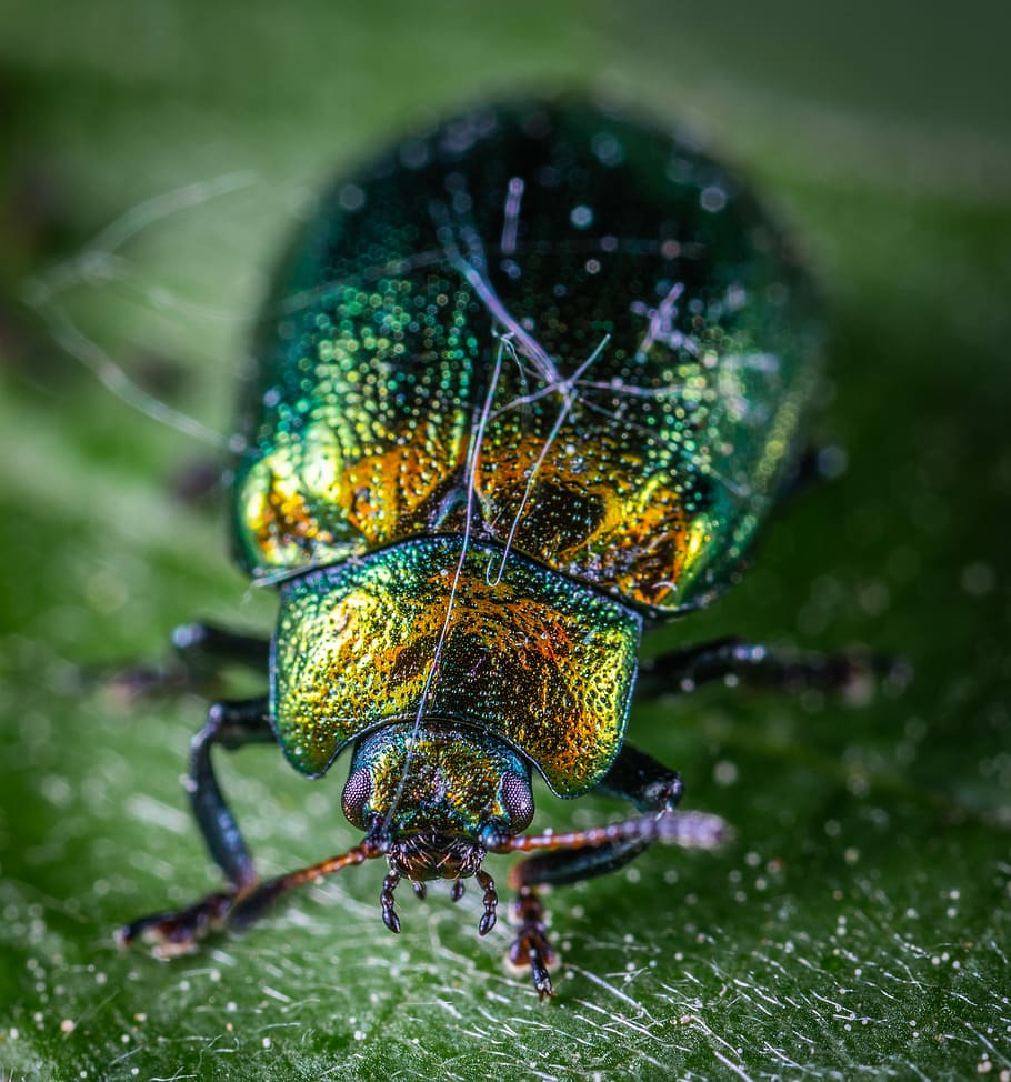 makro, brouk, hmyz, coleoptera, listový brouk, bespozvonochnoe, zvířat, jednoho zvířete, zvíře, zvířata ve volné přírodě, detail, bezobratlý, nikdo, Příroda, den, zaměřit se na popředí, zelená barva, selektivní zaměření, venku, krása v přírodě, zvířecí křídlo, část těla zvířete, 4K