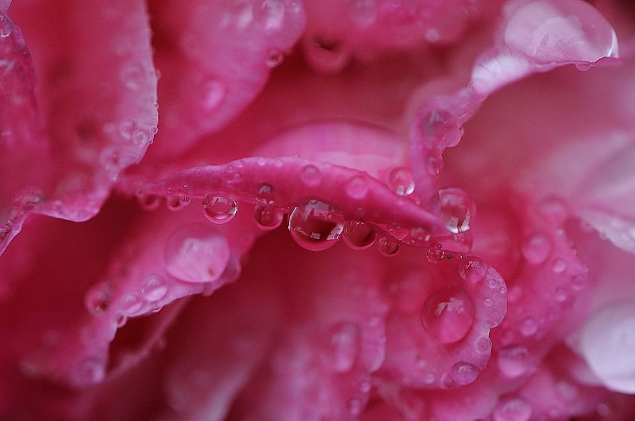 selektiv, fokus fotografie, Rosa, Rose, Blume, Wassertau, Pfingstrose, Regen, tropfen, Regentropfen, Natur, Makro, Perlen, Wassertropfen, Pflanze, fallen, Wasser, Frische, blühende Pflanze, Schönheit in der Natur, Nahansicht, nass, Wachstum, pinke Farbe, Blütenblatt, Tau, Zerbrechlichkeit, extreme Nahaufnahme, Verletzlichkeit, Blütenstand, keine Leute, Blütenkopf, Frühling, Vergrößerung, lila, Weichheit, 1080P
