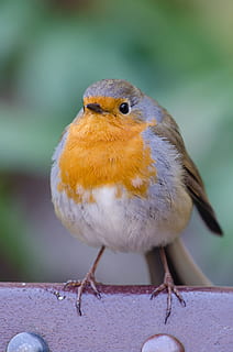 gul, Brun, fugl, rød, beton, robin, fed, sangfugl, natur, perched, rødkælk, fjer, naturlig, vild, dyreliv, udendørs, et dyr, hvirveldyr, fokus på forgrunden, dyr i naturen, tæt på, perching, dag, ingen mennesker, skønhed i naturen, fuld længde, plante, forfra, 1080P, CC0, offentligt domæne, royaltyfrie