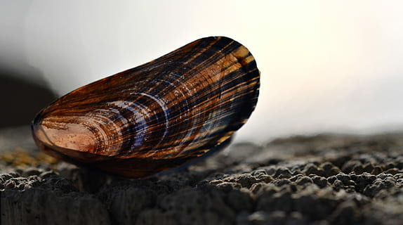 conchiglia, spiaggia, sabbia, mitilo, conchiglia, spiaggia, estate, strisce, un animale, avvicinamento, natura, temi animali, nessuno, animali allo stato selvatico, solido, guscio di animale, roccia, animale, roccia - oggetto, messa a fuoco selettiva, fauna selvatica, mollusco, singolo oggetto, strutturato, gasteropode, terra, all'aperto, invertebrato, livello di superficie, 4K, CC0, dominio pubblico, privo di copyright
