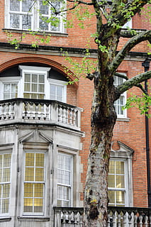 edificio, frente, ver, árbol, vista frontal, ventana de Bahia, fachada, arquitectura, casa, fachada de la casa, ventana, exterior del edificio, antiguo, estructura construida, edificio residencial, al aire libre, Europa, arquitectura y edificios, escena urbana, ladrillo, nadie, planta, Distrito residencial, vista de ángulo bajo, día, naturaleza, tronco de arbol, el maletero, crecimiento, ciudad, pared, apartamento, 4K, CC0, dominio público, libre de derechos
