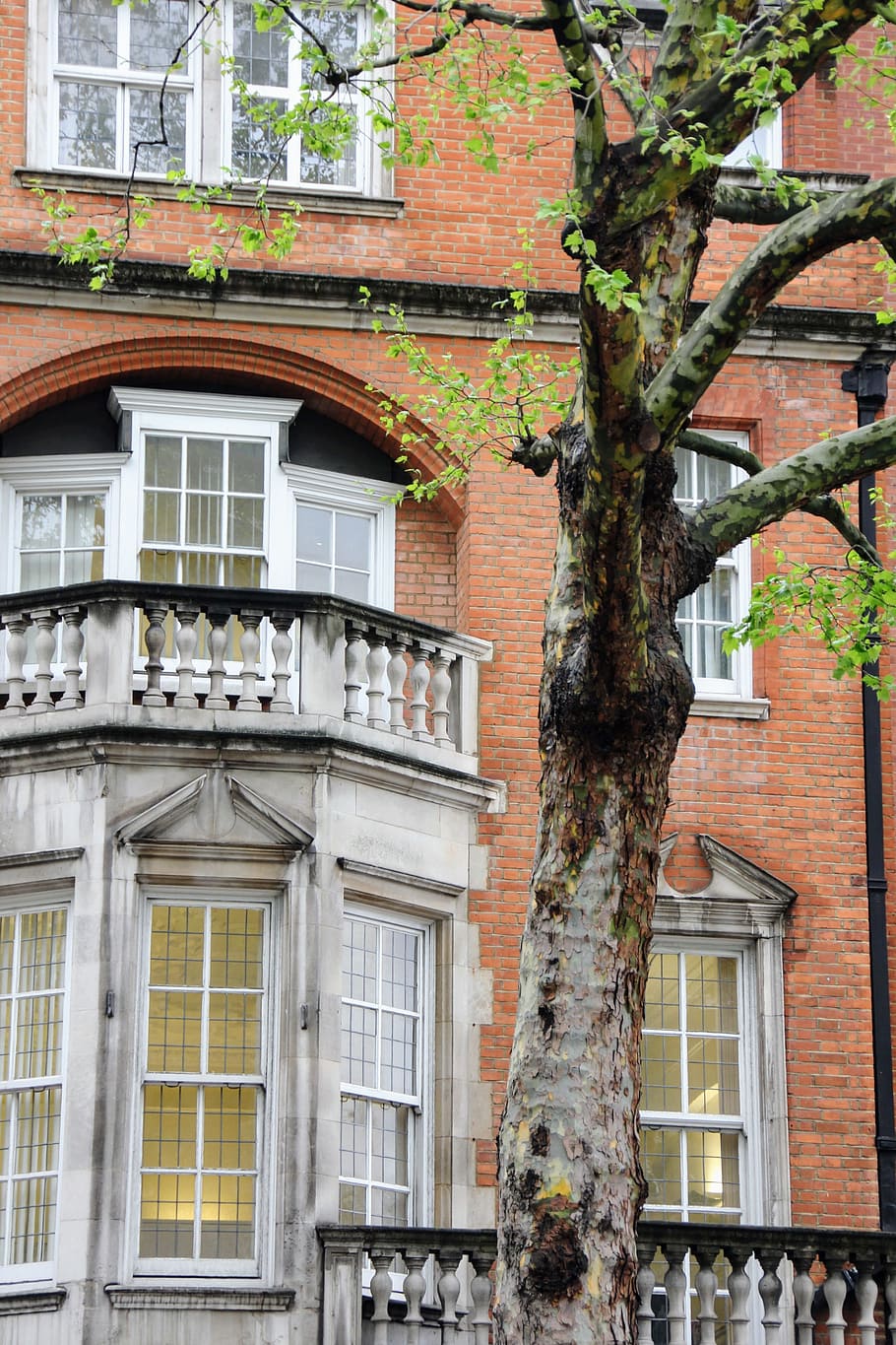 bygning, foran, udsigt, træ, forfra, bay vindue, facade, arkitektur, hjem, hus facade, vindue, hus, bygning udvendig, gammel, bygget struktur, boligbyggeri, udendørs, Europa, arkitektur og bygninger, urban scene, mursten, ingen mennesker, plante, boligområde, lav vinkel visning, dag, natur, træstamme, bagagerum, vækst, by, væg, lejlighed, 4K