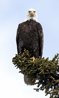 sort, amerikansk, skaldet, ørn, Hvidhovedet havørn, perched, raptor, fugl, natur, vild, portræt, symbol, fjer, dom, himmel, majestætisk, rovdyr, træ, lemmer, rovfugl, dyre temaer, dyr, plante, dyreliv, dyr i naturen, et dyr, hvirveldyr, ingen mennesker, lav vinkel visning, perching, skyfri himmel, dag, kigger på kameraet, ørn - fugl, 1080P, CC0, offentligt domæne, royaltyfrie