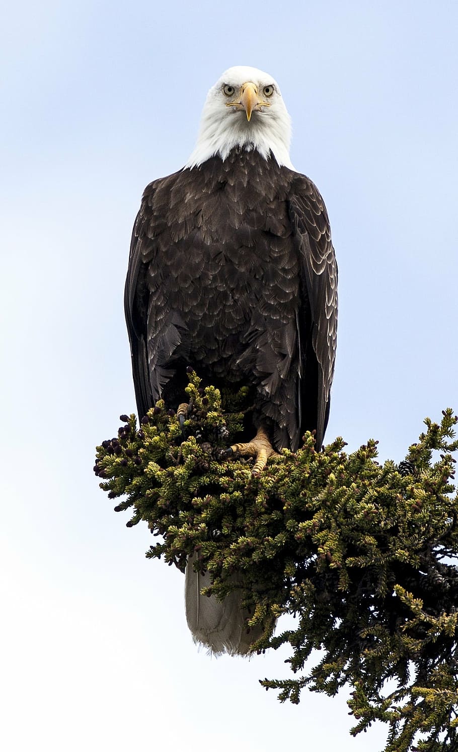sort, amerikansk, skaldet, ørn, Hvidhovedet havørn, perched, raptor, fugl, natur, vild, portræt, symbol, fjer, dom, himmel, majestætisk, rovdyr, træ, lemmer, rovfugl, dyre temaer, dyr, plante, dyreliv, dyr i naturen, et dyr, hvirveldyr, ingen mennesker, lav vinkel visning, perching, skyfri himmel, dag, kigger på kameraet, ørn - fugl, 1080P