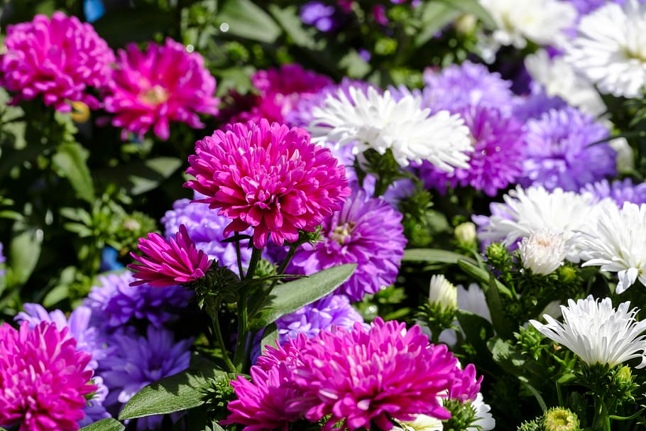 asters, asers nans, composites, asteràcies, planta ornamental, flor, florir, colorit, mapa, postal, planta amb flors, frescor, vulnerabilitat, fragilitat, bellesa a la natura, planta, pètal, creixement, cap de flor, inflorescència, primer pla, naturalesa, porpra, cap gent, dia, color rosa, botànica, centrar-se en primer pla, primavera, a l'aire lliure, 5K