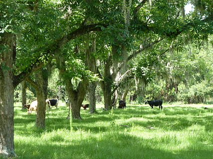 arbres, verd, herba, vaques, vedells, granja, planta, arbre, mamífer, temes d'animals, animals domèstics, color verd, animal, vertebrats, nacional, camp, terra, bestiar, mascotes, naturalesa, creixement, grup d’animals, fauna animal, dia, animals a la natura, cap gent, a l'aire lliure, herbívors, 4K, CC0, domini públic, lliure de regalies