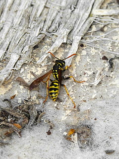 Wespe, Insekt, Stachel, Biene, Tierthemen, Tier, Tiere in freier Wildbahn, Tierwelt, wirbellos, ein Tier, High Angle View, keine Leute, Tag, Nahansicht, Natur, draußen, Zoologie, schwarze Farbe, texturiert, Holz - Material, solide, 1080P, CC0, gemeinfrei, lizenzfrei