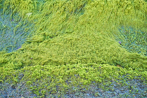 Grün, Moos, Textur, Leben, Marine, feucht, Tag, Natur, Frieden, Wald, wunderschönen, Landschaft, grünes Feld, Makro, Open Air, natürliches Leben, Pflanze, Jahreszeit, lebendige Farbe, Pflanzendecke, Hintergrund, Farbbild, Umwelt, Farbe, botanisch, Garten, draussen, Gras, Frühling, großartig, Detail, grüne Farbe, Wachstum, High Angle View, keine Leute, Schönheit in der Natur, Vollbild, Ruhe, Hintergründe, Wasser, Land, draußen, See, Ufergegend, ruhige Szene, sauber, Reinheit, 5K, CC0, gemeinfrei, lizenzfrei