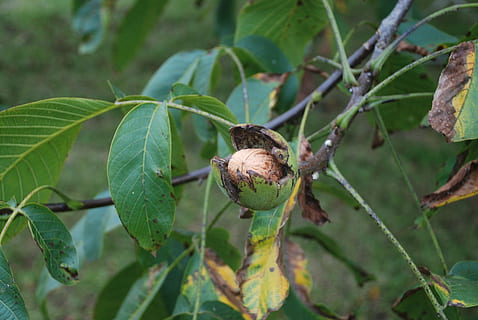 nou, arbre, fruits secs, fulles, tardor, fruita, noguera, nogales, recollir, collita, fruita seca, créixer, naturalesa, temes d'animals, part de la planta, full, animal, fauna animal, planta, un animal, invertebrat, animals a la natura, insecte, primer pla, cap gent, color verd, centrar-se en primer pla, creixement, dia, a l'aire lliure, bellesa a la natura, petit, 4K, CC0, domini públic, lliure de regalies