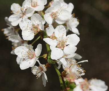 Flors de cirerer, infern, blanc, primavera, ressuscitat, pol·len de l’abella, flor, florir, naturalesa, branca, arbre, planta, primer pla, pètal, cap de flor, temporada, frescor, planta amb flors, bellesa a la natura, creixement, fragilitat, vulnerabilitat, Color blanc, inflorescència, pol·len, cap gent, dia, centrar-se en primer pla, flor de cirerer, a l'aire lliure, cirerer, 2K, CC0, domini públic, lliure de regalies