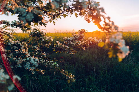 biały, kwiaty, Zielony, trawy, petaled kwiat, wzięty, zachód słońca, kwiat, Oddział, drzewo, światło słoneczne, migotać, jasny, żółty, złoto, Pomarańczowy, pole, wschód słońca, kanon, lightleak, podramka, krzem, Polska, słońce, Wieś, roślina, niebo, piękno natury, Natura, wzrost, spokój, scenics - natura, krajobraz, środowisko, spokojna scena, wylądować, żadnych ludzi, na dworze, świeżość, rolnictwo, wiosna, 4K, CC0, domena publiczna, darmowe zdjęcia