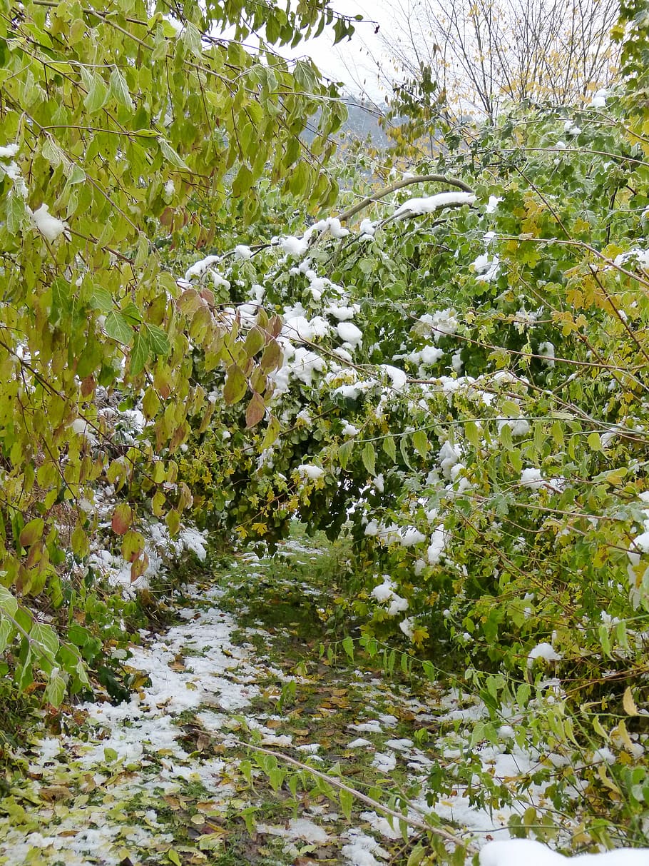 Wald, Baum, Zerstörung, nach vorne, Verwüstung, Forstwirtschaft, gebrochen, Holz, Wind, Gefallen, Beschädigung, zerquetscht, Pflanze, Schönheit in der Natur, Wachstum, Natur, Schnee, keine Leute, Tag, kalte Temperatur, Winter, Ruhe, grüne Farbe, Szenen - Natur, draußen, Land, ruhige Szene, Abdeckung, weiße Farbe, blühende Pflanze, fließendes Wasser, 4K