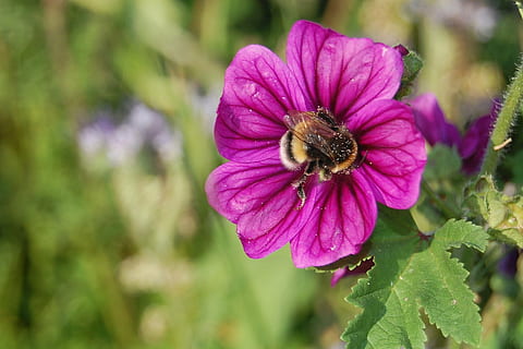 flor, naturalesa, eifel, bellesa a la natura, planta amb flors, pètal, planta, fragilitat, creixement, vulnerabilitat, cap de flor, inflorescència, primer pla, frescor, centrar-se en primer pla, un animal, animals a la natura, temes d'animals, fauna animal, abella, dia, cap gent, porpra, pol·len, polinització, 1080P, CC0, domini públic, lliure de regalies
