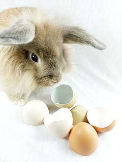 brown, rabbit, white, blanket, Bunny, Rabbit, Easter, Eggshells, Eggs, bunny, one animal, animal, pets, domestic animals, egg, mammal, animal themes, food, domestic, food and drink, indoors, vertebrate, no people, high angle view, rabbit - animal, white color, close-up, animal wildlife, healthy eating, freshness, 2K, CC0, public domain, royalty free