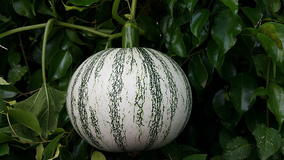 gresskar, squash, frukt, rund, grønn, vekst, grønn farge, friskhet, anlegg, nærbilde, plante del, blad, ingen folk, mat og Drikke, mat, natur, spise sunt, dag, utendørs, skjønnhet i naturen, grønnsak, fokusere på forgrunnen, velvære, sfære, 5K, CC0, offentlig domene, opphavsrett gratis