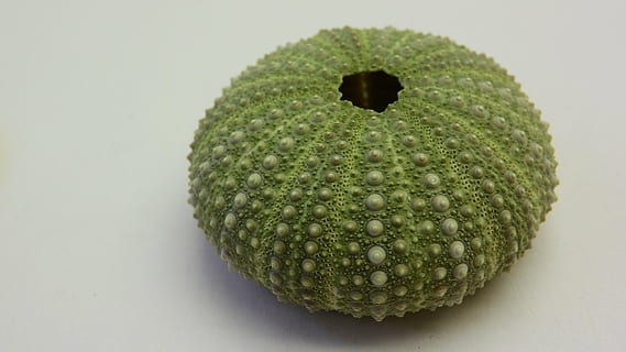zart, box, mořský živočich, echinodermata, echinacea, Příroda, jídlo, ovoce, Thajsko, Zdravé stravování, jídlo a pití, zelená barva, uvnitř, studio shot, blahobyt, detail, jeden objekt, svěžest, nikdo, zeleniny, stálý život, barevné pozadí, vystříhnout, avokádo, texturou, tropické ovoce, jednoduchost, liči, 4K, CC0, veřejná doména, bez autorských práv