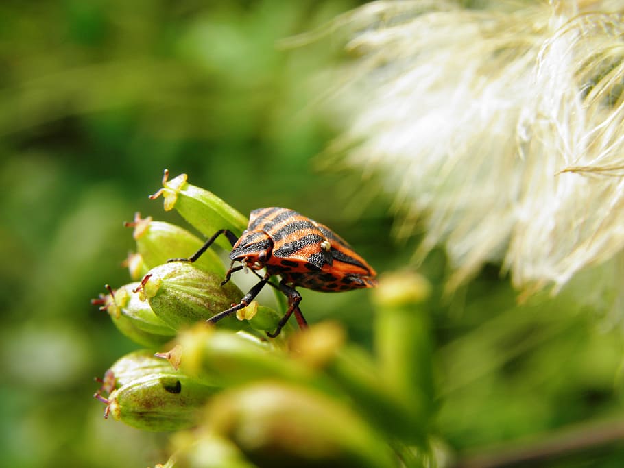 xinxes, escarabat, insecte, naturalesa, un animal, planta, creixement, herba, cap gent, temes d'animals, invertebrat, animal, animals a la natura, fauna animal, enfocament selectiu, bellesa a la natura, primer pla, dia, flor, planta amb flors, a l'aire lliure, vulnerabilitat, fragilitat, ala dels animals, papallona - insecte, polinització, 4K