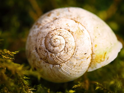 snegl shell, natur, snegl, skal, dyr, mollusk, langsomt, krybdyr, væsen, tæt, tæt på, et dyr, fokus på forgrunden, havsnegle, plante, spiralformet, dyreliv, ingen mennesker, mad, dyreskal, grøntsag, dag, svamp, vækst, selektiv fokusering, dyre temaer, græs, 4K, CC0, offentligt domæne, royaltyfrie