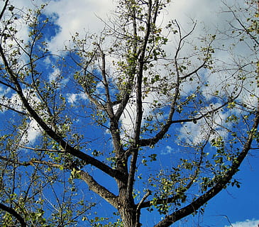 tree, branches, bare tree, leaves, sparse, green, sky, clouds, plant, low angle view, branch, cloud - sky, beauty in nature, nature, no people, day, blue, tranquility, growth, outdoors, tree trunk, trunk, sunlight, scenics - nature, green color, plant part, directly below, tree canopy, 2K, CC0, public domain, royalty free