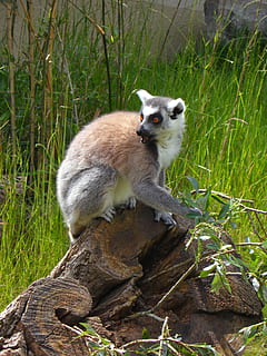 lemure dalla coda ad anelli, proscimmie, lemuri, sedersi, lemure, lemure catta, mammifero, un animale, fauna selvatica, animale, all'aperto, animali allo stato selvatico, erba, pianta, natura, albero, vertebrato, nessuno, giorno, seduta, terra, ritratto, legno - materiale, 4K, CC0, dominio pubblico, privo di copyright
