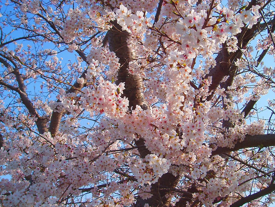 fotografia szczegółowa, różowy, wiśnia, kwitnąć, dzień, kwiaty wiśni, wiosna, kwiaty, naturalny, roślina, Japonia, sakura, japonia kwiat, k, wiosenne kwiaty, widoki Japonii, pełna ramka, Oddział, kwiat, drzewo, żadnych ludzi, zbliżenie, Natura, piękno natury, kruchość, roślina kwitnąca, wzrost, wrażliwość, Kwiat Wiśni, niski kąt widzenia, kolor różowy, świeżość, Wiśniowe drzewo, botanika, na dworze, 1080P
