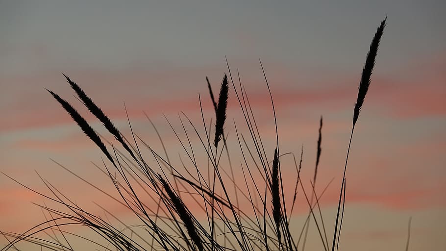 Natur, Schilf, Sonnenuntergang, Himmel, Schönheit in der Natur, Ruhe, Pflanze, Wachstum, keine Leute, Fokus auf den Vordergrund, Nahansicht, ruhige Szene, Szenen - Natur, orange Farbe, Gras, wolke - himmel, draußen, Nicht-städtische Szene, Landwirtschaft, Lieschgras, Land, Stiel, 5K