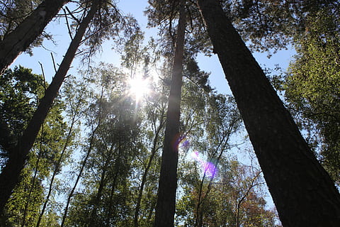 Wald, Bäume, Sonne, Sieh nach oben, Baum, Baumstamm, Natur, Flachwinkelansicht, Kiefer, Pflanze, Kofferraum, Sonnenlicht, Himmel, Land, Wachstum, Schönheit in der Natur, Ruhe, Linseneffekt, Tag, keine Leute, Sonnenstrahl, große Höhe, draußen, Baumkrone, direkt darunter, Streaming, 4K, CC0, gemeinfrei, lizenzfrei