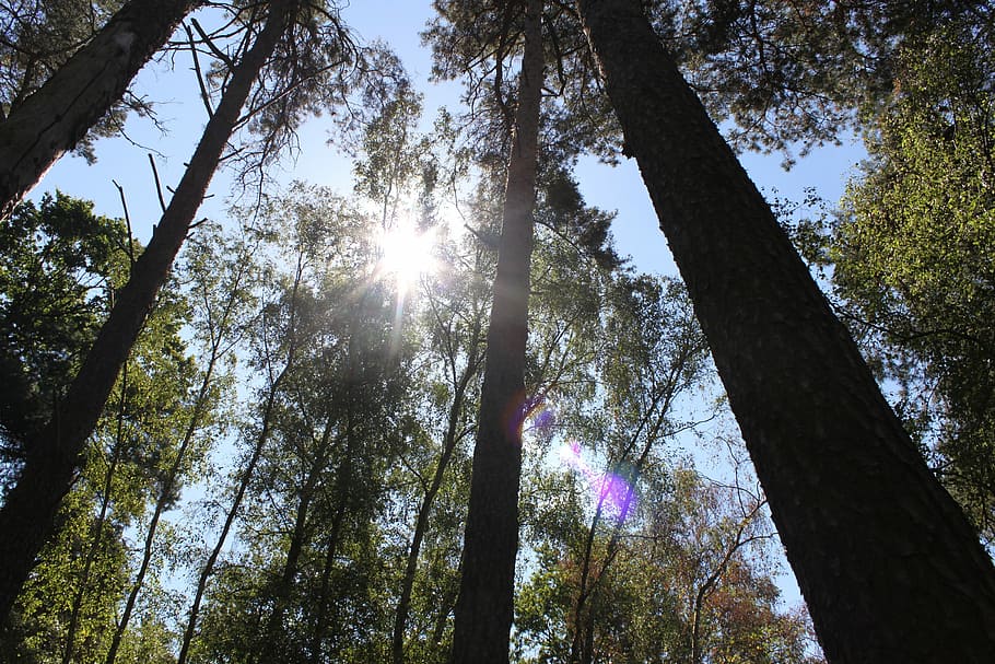 Wald, Bäume, Sonne, Sieh nach oben, Baum, Baumstamm, Natur, Flachwinkelansicht, Kiefer, Pflanze, Kofferraum, Sonnenlicht, Himmel, Land, Wachstum, Schönheit in der Natur, Ruhe, Linseneffekt, Tag, keine Leute, Sonnenstrahl, große Höhe, draußen, Baumkrone, direkt darunter, Streaming, 4K