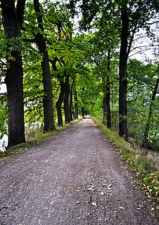 sentiero, alberi, natura, verde, albero, strada, all'aperto, colore verde, nessuno, pianta, la strada davanti, direzione, crescita, bellezza nella natura, la tranquillità, terra, tronco d'albero, prospettiva decrescente, tronco, scena tranquilla, giorno, mezzi di trasporto, scenics - natura, foresta, treelined, 2K, CC0, dominio pubblico, privo di copyright