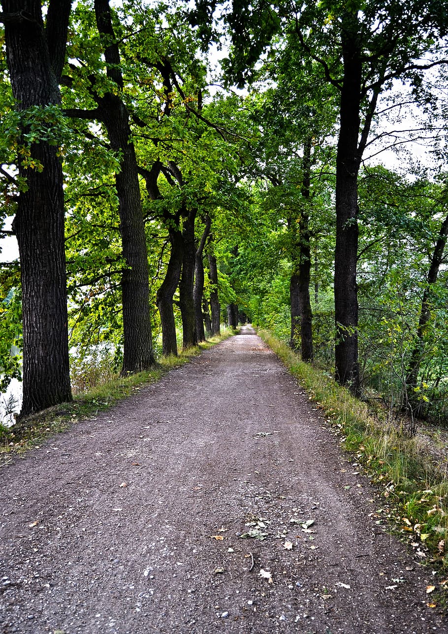 sentiero, alberi, natura, verde, albero, strada, all'aperto, colore verde, nessuno, pianta, la strada davanti, direzione, crescita, bellezza nella natura, la tranquillità, terra, tronco d'albero, prospettiva decrescente, tronco, scena tranquilla, giorno, mezzi di trasporto, scenics - natura, foresta, treelined, 2K