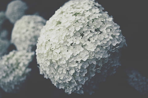 selectiu, foto del focus, blanc, flor d’ortènies, primer pla, fotografia, flors d'hortensia, flor, ortensia, Hortensia blanca, florir, flora, naturalesa, canviant d'humor, natural, bellesa, jardí, planta, botànic, floral, ajisai, vsco, cap gent, menjar, menjar i beguda, enfocament selectiu, alimentació saludable, frescor, bellesa a la natura, a l'interior, Color blanc, textura, benestar, centrar-se en primer pla, patró natural, creixement, patró, fong, natura morta, fons negre, condició natural, 5K, CC0, domini públic, lliure de regalies