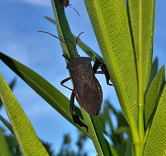 gândac, frunze de foi, insectă, insectă zburatoare, insectă înțepată, insectoidă, creatură, animal, natură, a închide, frunze, biologie, entomologie, artropod, acanthocephala femorata, animale sălbatice, plantă, animale în sălbăticie, animale tematice, un animal, parte a plantelor, Culoarea verde, nici o persoana, zi, să se concentreze asupra primelor elemente, nevertebrat, creştere, copac, vedere unghiulară joasă, în aer liber, fluture - insectă, 1080P, CC0, domeniu public, fără drepturi de autor