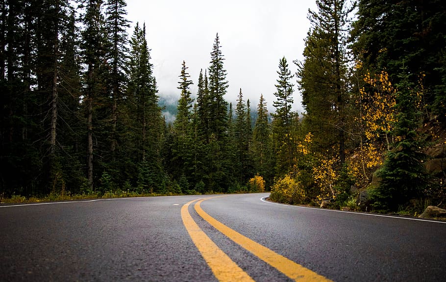 gris, groc, carretera, bosc, asfalt, perspectiva, viatjar, arbres, boscos, arbre, planta, transport, cap gent, marcatge de carreteres, terra, bellesa a la natura, naturalesa, marcatge, símbol, direcció, el camí a seguir, doble línia groga, signe, tranquil·litat, país, carretera nacional, carretera buida, a l'aire lliure, arbre de coníferes, línia divisòria, pi, bosc de pi, 4K