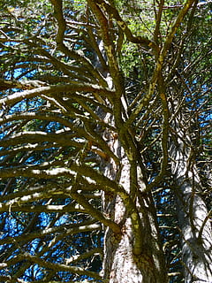 Geäst, Kiefer, Bergwälder, Baum, Bergwelt, Natur, Pflanze, Wachstum, Schönheit in der Natur, Flachwinkelansicht, Baumstamm, keine Leute, Kofferraum, Tag, Ruhe, Ast, grüne Farbe, Vollbild, Hintergründe, Wald, draußen, Blatt, Sonnenlicht, Himmel, Baumkrone, Bambuspflanze, 5K, CC0, gemeinfrei, lizenzfrei