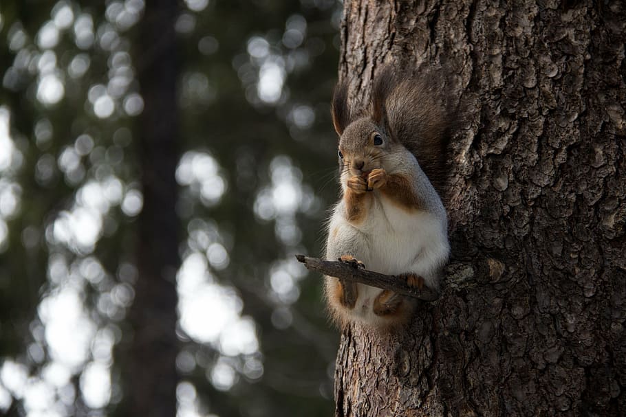 fotografia de fauna salvatge, marró, conill, branca d'un arbre, esquirol, bosc, naturalesa, arbres, passeig, tronc de l'arbre, arbre, un animal, temes d'animals, centrar-se en primer pla, dia, a l'aire lliure, cap gent, animals a la natura, animals domèstics, animal, fauna animal, mamífer, tronc, rosegador, planta, vertebrats, menjar, primer pla, bigotis, 2K