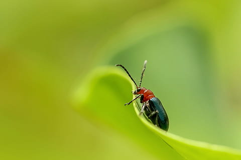 insect, nature, beetle, ladybug, little, animal, closeup, biology, wildlife, leaf, invertebrate, animal themes, animal wildlife, one animal, animals in the wild, close-up, no people, green color, plant part, selective focus, zoology, plant, red, focus on foreground, day, animal body part, 1080P, CC0, public domain, royalty free