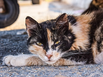 gato, extraviado, media, animal, mirando, calle, salvaje, al aire libre, Gato domestico, mascotas, linda, gatito, felino, mamífero, dormido, animales domesticos, acostado, piel, bigotes, animal joven, un animal, temas de animales, nacional, vertebrado, relajación, de cerca, centrarse en primer plano, retrato, mirando a la cámara, nadie, día, descansando, cabeza de animal, ojo de animal, 5K, CC0, dominio público, libre de derechos