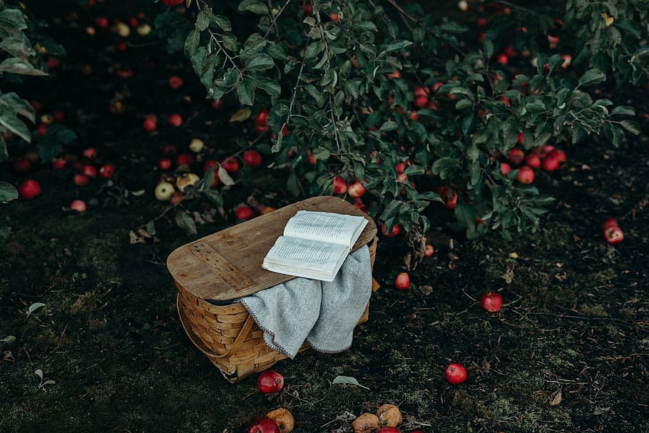 gris, tèxtil, marró, cistella de vímet, llibre, superior, endins, pomes, pomera, jardí, pícnic, tardor, granja, manta, acollidor, estacional, caure, canviant d'humor, full, nerd de llibres, fruita, menjar, planta, alimentació saludable, menjar i beguda, naturalesa, dia, part de la planta, arbre, a l'aire lliure, cap gent, vista d’angle alt, frescor, vermell, terra, creixement, material de fusta, paper, 5K