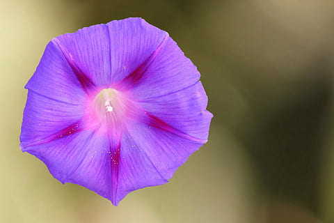 purple flower, superb thread, winds, blossom, bloom, purple, climber, wind greenhouse, flower, fragility, petal, flower head, beauty in nature, nature, freshness, plant, close-up, flowering plant, inflorescence, vulnerability, growth, pink color, focus on foreground, no people, outdoors, pollen, springtime, softness, sepal, 4K, CC0, public domain, royalty free