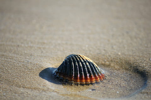 schwarz, Orange, Muschel, grau, Sand, Schale, Meer, Muscheln, Sommer-, zweischalig, Hintergrund, Strand, adriatisch, Abruzzen, san salvo, achtsam, Zen, Ferien, Ruhe, sandig, ein Tier, Tierthemen, Leben im Meer, Natur, Tag, Tiere in freier Wildbahn, Tierwelt, draußen, Tier, Land, keine Leute, Tierhülle, Nahansicht, selektiver Fokus, Marine, Wasser, Oberflächenniveau, 5K, CC0, gemeinfrei, lizenzfrei